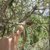 Hummingbird nest with Ali´s finger as a reference for how small it is